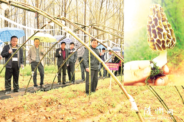 �S�h�ɹ��аl(f��)��Ǿ���(y��u)��Ʒ�N