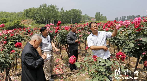 �S�h�f���(zh��n)����������Nֲ�¼���Ʒ�N