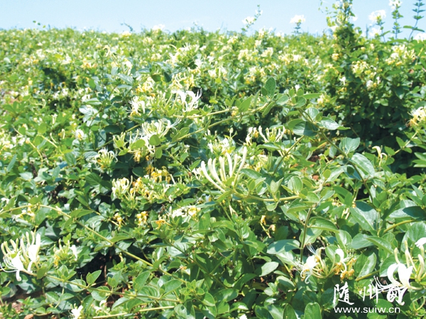 ��ɽ׃�ɡ����yɽ�������l(f��)չ�弯�w��(j��ng)�����񏊴�İؘ䞳�ӱ�