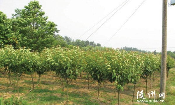 �@�֌��� �G����ķ�����S�h�������B(t��i)�r(n��ng)�֌��I(y��)������l(f��)չ�o(j��)��(sh��)