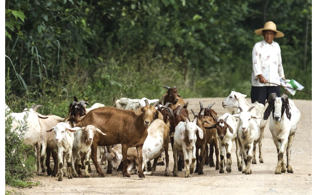 �S�h�ݵ��(zh��n)�r(n��ng)������ɽ����(y��u)�����_չ��N�B(y��ng)ֳ�������¸�