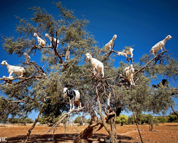 Ħ����@�F(xi��n)�Y(ji��)��ɽ����ӡ��� �M�����