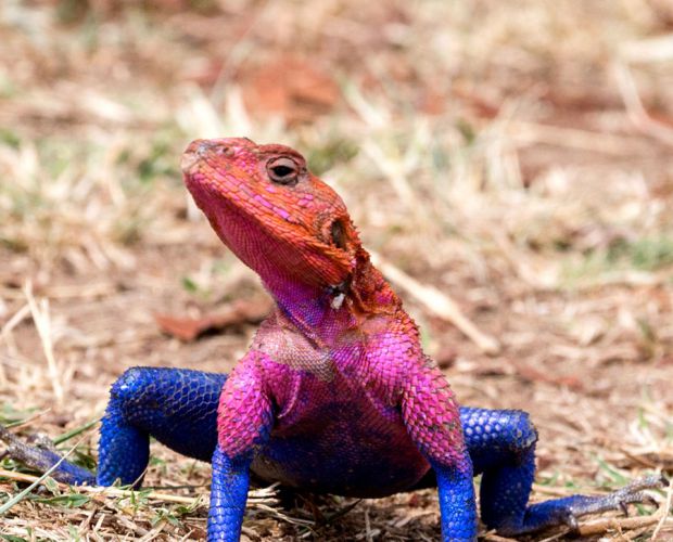 ��(d��ng)����Ҳ�г���(j��)Ӣ�������၆�������֩��b