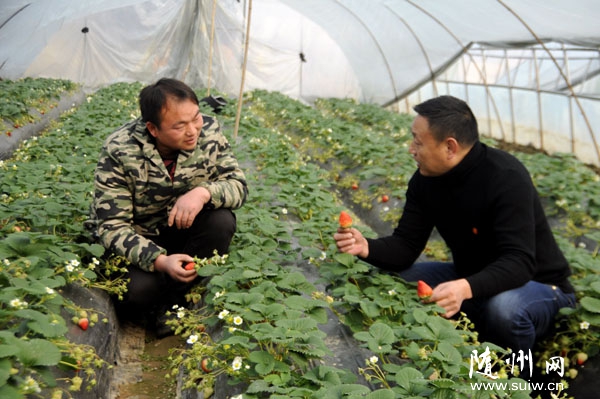 �S�h��ɽ�(zh��n)(li��n)Ⱥ��^(q��)���óǽ���(y��u)������������Nֲ������(ji��)��ݮ����