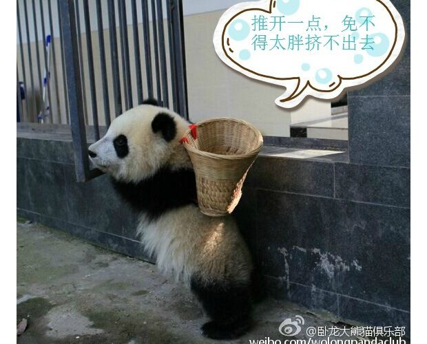 ����؈cos������؈������ñ�����t�ȷ���