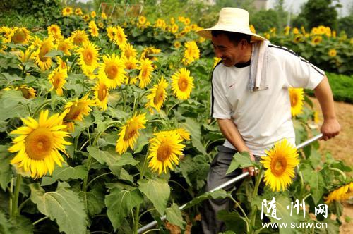 �S�h�r(n��ng)�����ú�����߅�ǵطNֲ���տ�