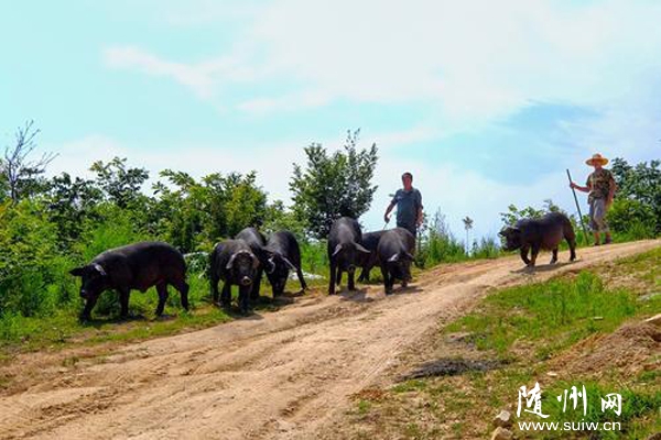 �S�h�ݵ��(zh��n)�����Ӵ���������YԴ�B(y��ng)ֳ���B(t��i)���i