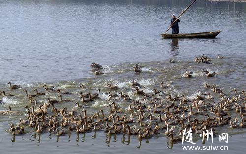 ���w�B(y��ng)ֳ����·