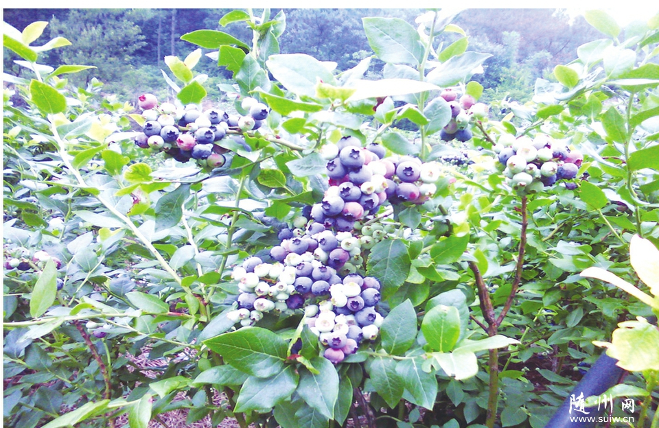 �f�����r(n��ng)���{ݮ�Nֲ��������Óؚ