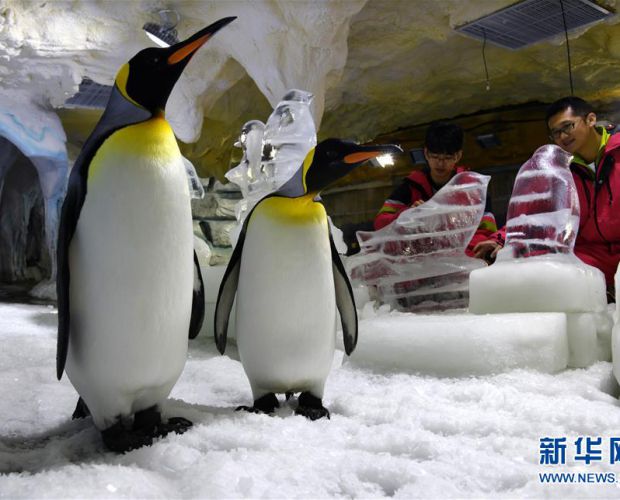 �O�ر��� �������