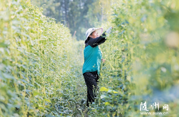 �߲˷Nֲ��Óؚ