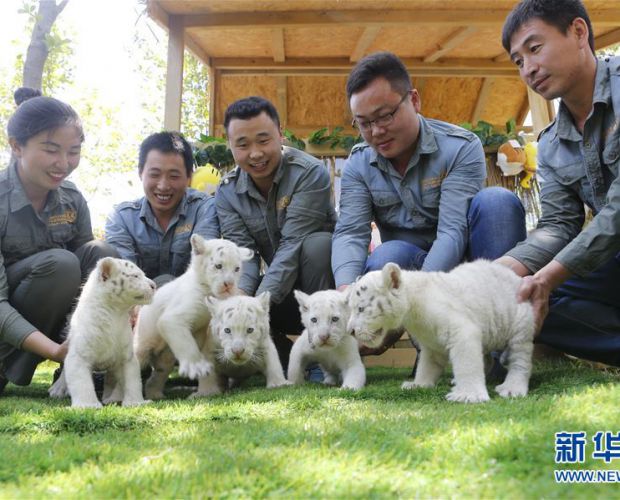 �������̥ѩ����������