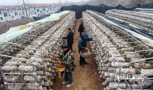 �S�hȫ�h�ƏV�㹽�����ư�