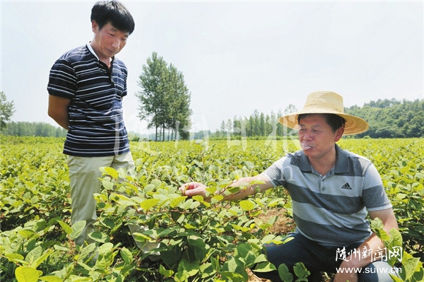 �����(zh��n)ˎ�ķNֲ�ݴ���