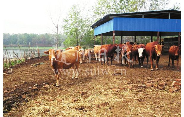 �l(f��)չ�B(y��ng)ֳ �¸�����