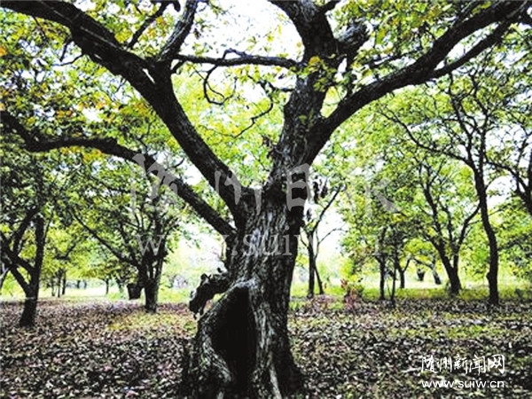 �S�h��Ƭ���ϵİ�����