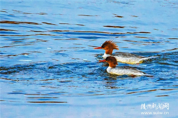 ���B(ni��o)�V���R�^�е����B(t��i)֮��