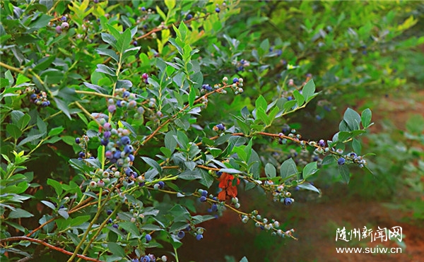 ��Óؚ����(ji��n)�������(zh��n):С�{(l��n)ݮ������a(ch��n)�I(y��)