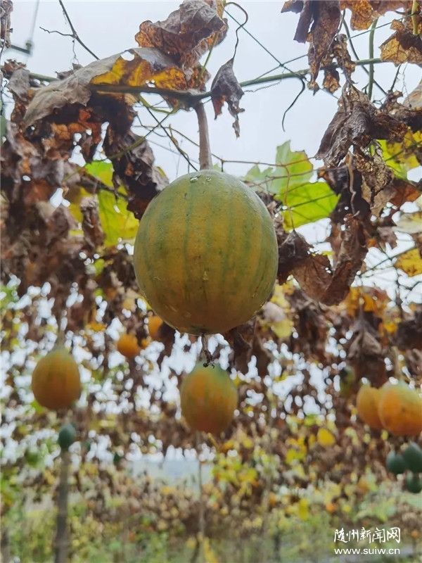 ��Óؚ����(ji��n)�������(zh��n)�ռҘǴ壺С���V�Y(ji��)�����¸�����