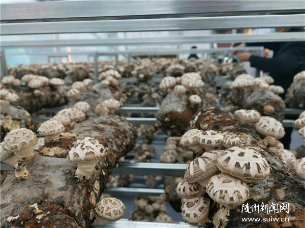 2020�������S���㹽�a(ch��n)�I(y��)���[��(hu��)�_(k��i)Ļ