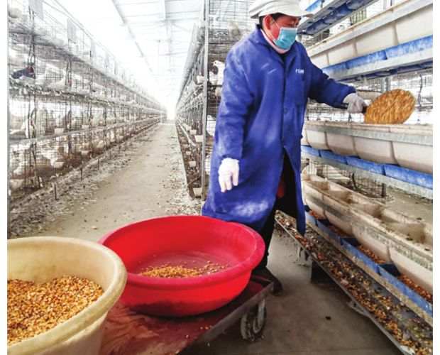 �l(f��)չ�еķN���B(y��ng)ֳ�S