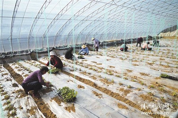 �����߲˷Nֲæ