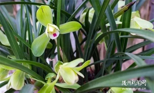 4��9�����S�h�m���Ļ����ι�(ji��)�_Ļ