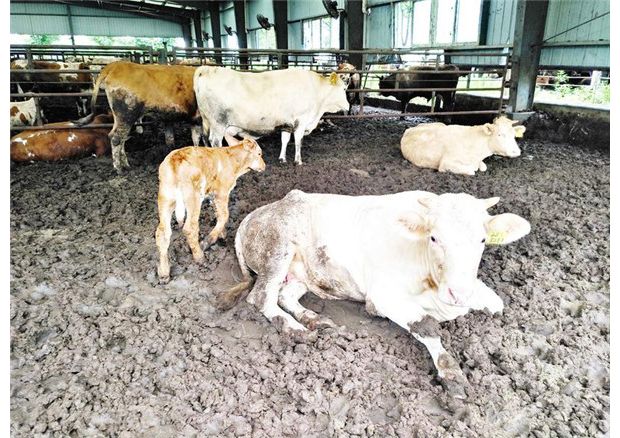 ��ţ�B(y��ng)ֳ ���r(n��ng)����