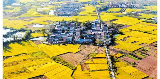 ��ɫ�������箋