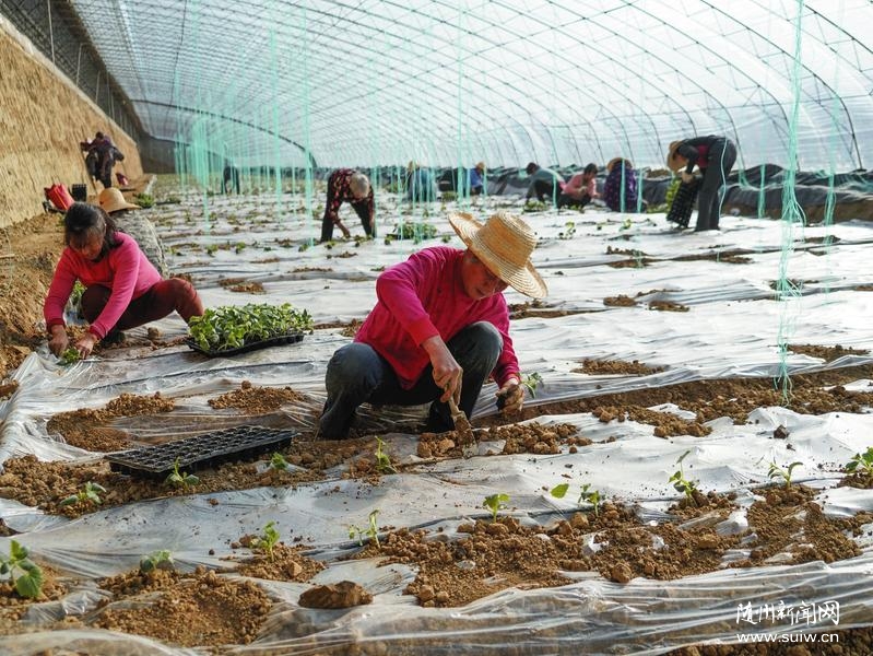 �����߲�����ϣ��