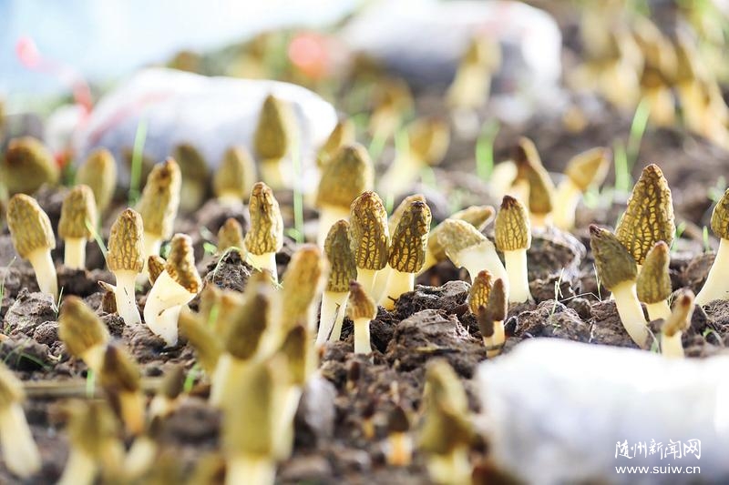 ���l(xi��ng)��(chu��ng)�I(y��)