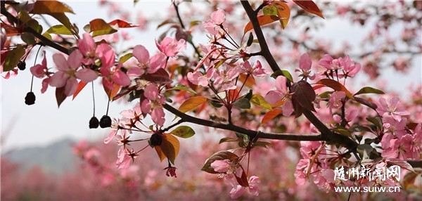 �����ġ����fЦ���L(f��ng) �����Vˮ�Ѕǵ��(zh��n)����ɫ�����e�����d�o(j��)��