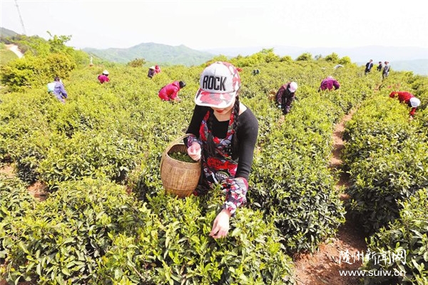 ܇��ɽ�ϲɲ�æ