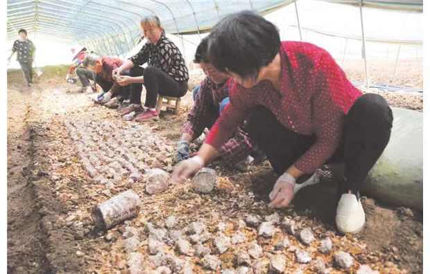 �����t�����p��