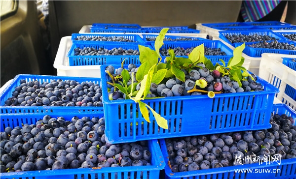 ��ɫ�N�B(y��ng)�����ա����S�h�ƿh�(zh��n)����a朴��M�l(xi��ng)�����d