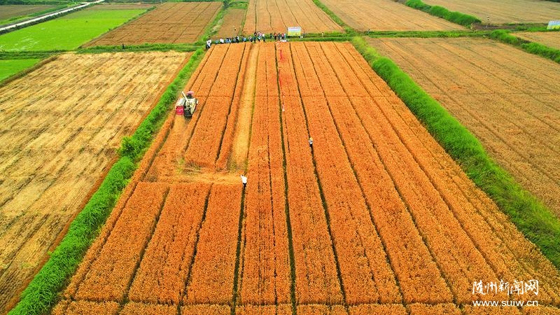 �ε��(zh��n)������С���Nֲ����ϲӭ�S��