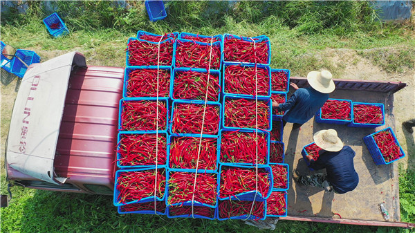 ƷԴ��˾�l(f��)չ��ӆ���r(n��ng)�I(y��)�������l(xi��ng)�����d̽�L