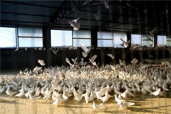 �Vˮ��֧���ϰ��G����ģ��