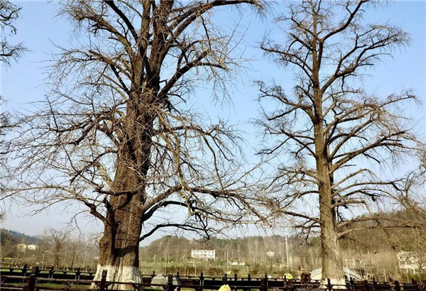 ֲ�九(ji��)|�á��z���{(l��n)�����o(h��)���Ř�G��