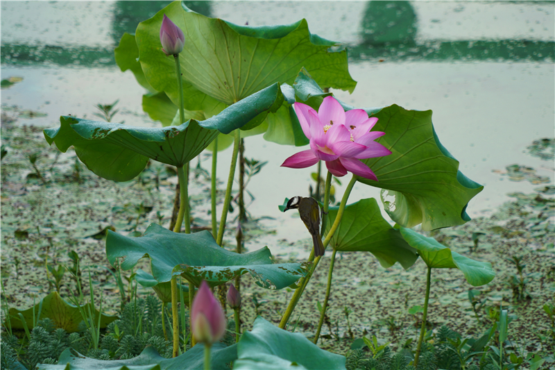 �����h��