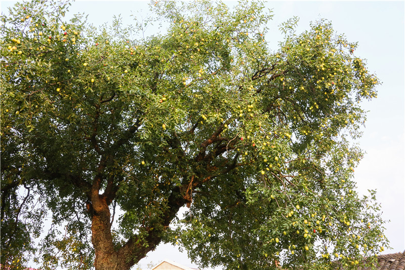 �A��ɽ���S��