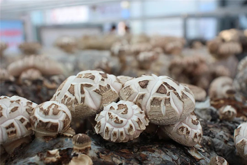 �����l(xi��ng)��֮׃��һ�乽���A�����`�š�