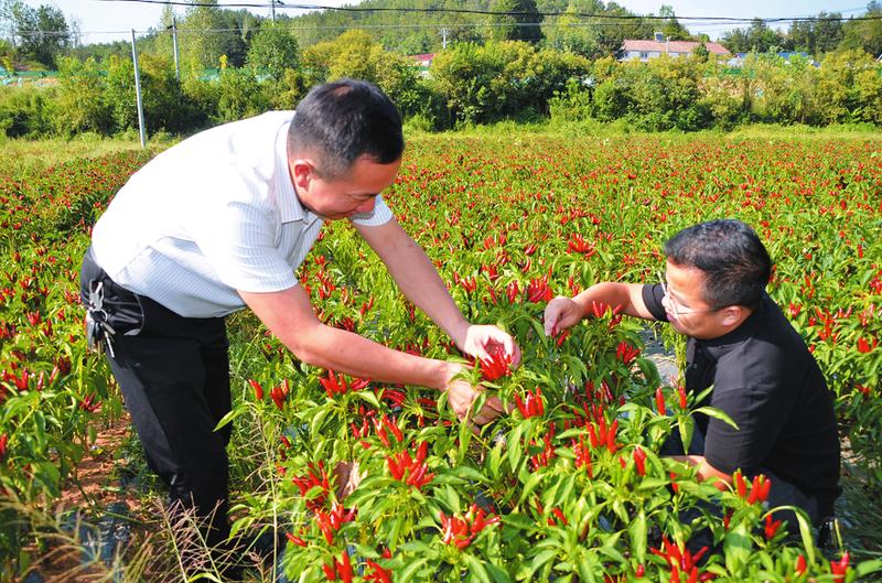 �鿴����Ʒ��