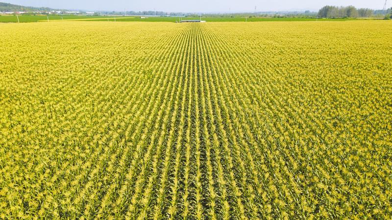 �ߘ�(bi��o)��(zh��n)Ҏ(gu��)�����Nֲ