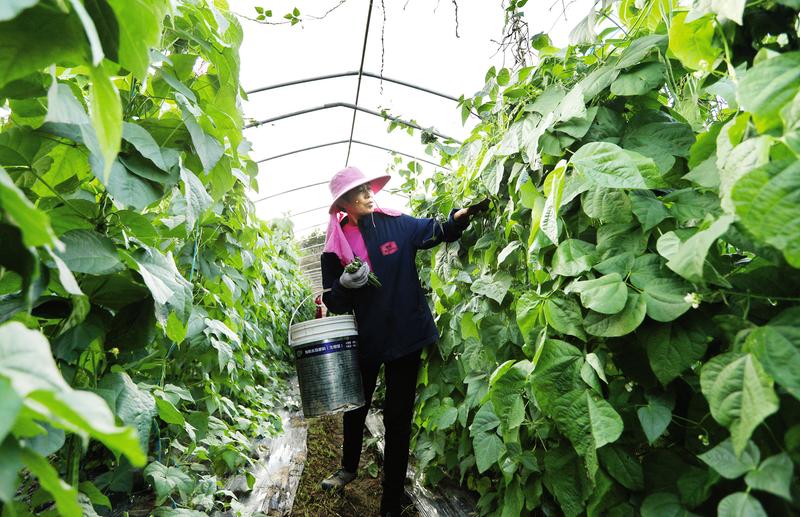 �����߲˴�����