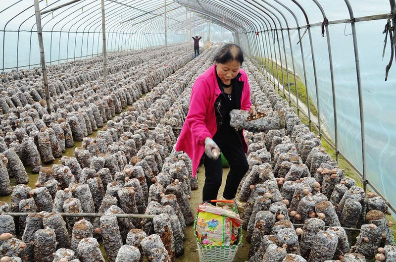 ���r(n��ng)ϲ�ɳ��ڹ�