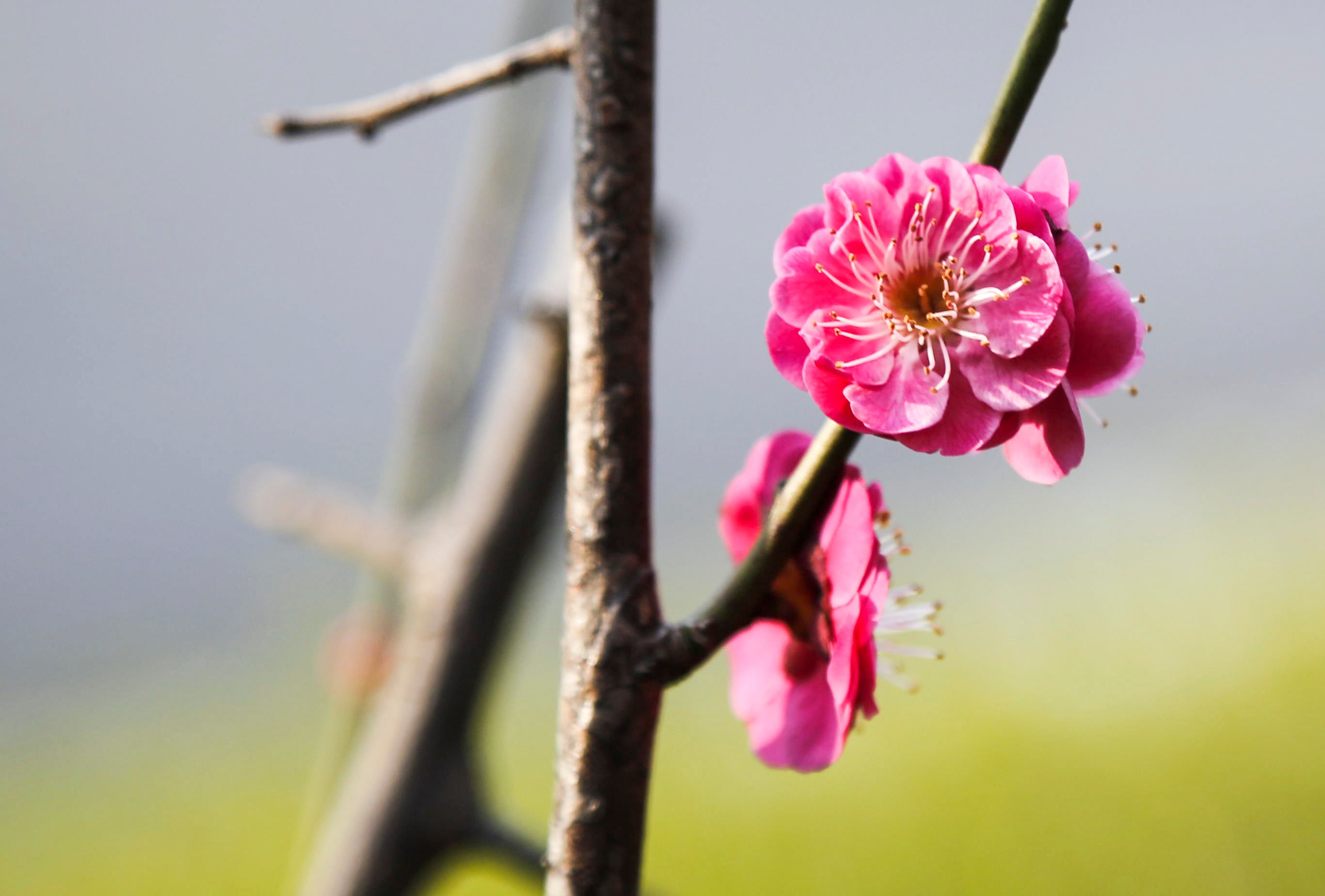 �����S�ǣ����꾰�����������f����