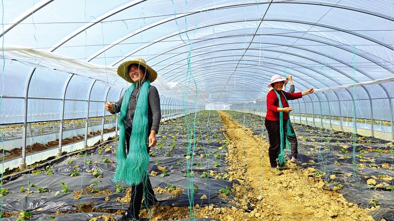 ��ӛ���߻��ӡ������(zh��n)�T��壺��ץ��·���C(j��)���߲˴��ﴺ���