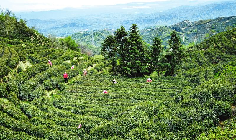 �S�h܇��ɽë���c���ë�⣺ ��ԥ�ɵ�һ�}��