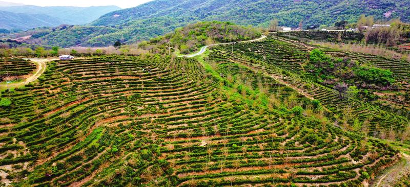 �����(zh��n)ͩ��壺 ��ϡ�ϲ蟨�l(f��)��I(y��)�¹��